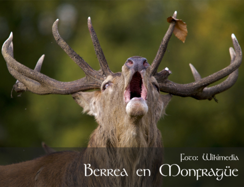 La berrea del ciervo en Extremadura