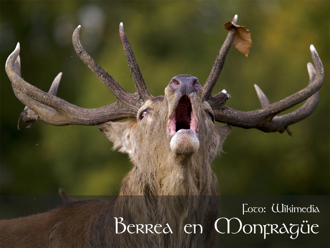 Berrea