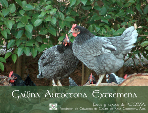 La Gallina Extremeña