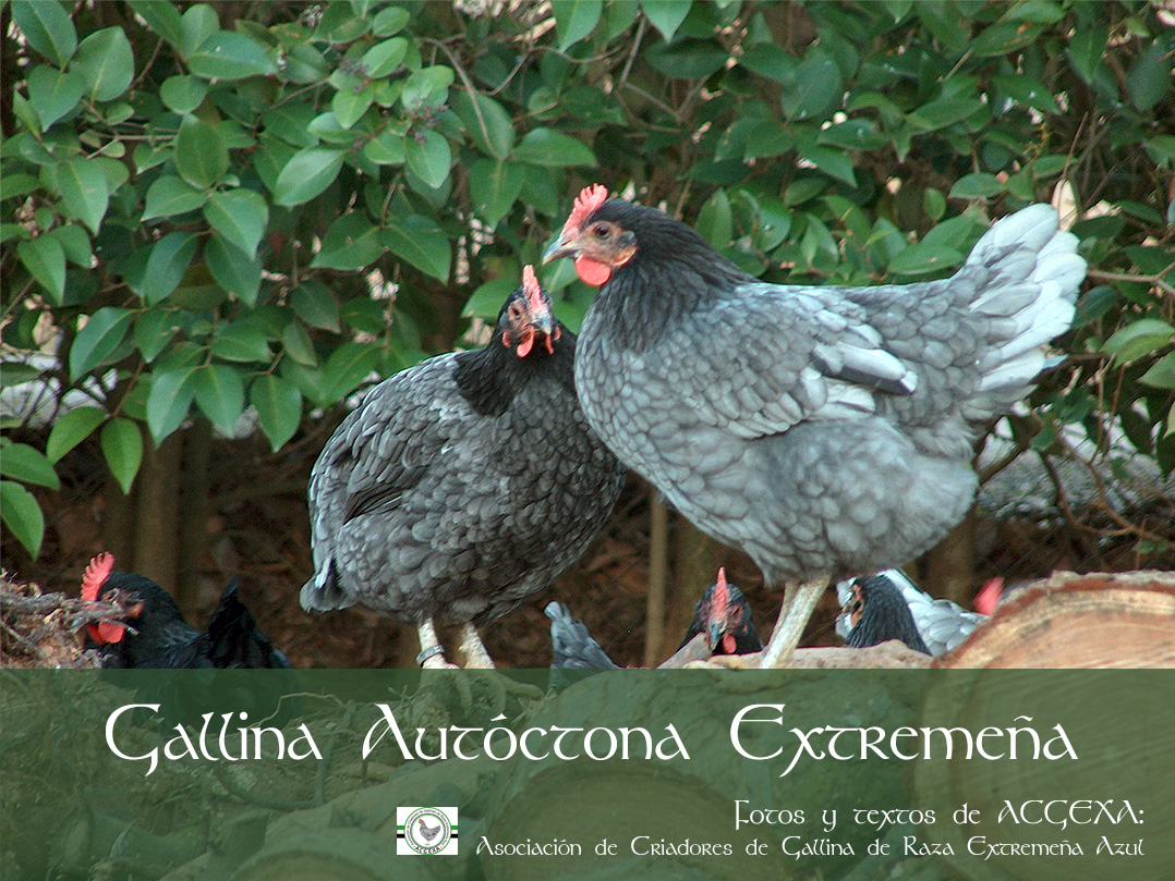 Gallina Extremeña Azul