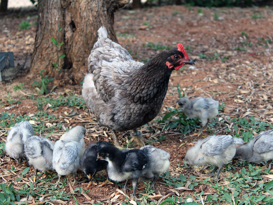 La Gallina Extremeña